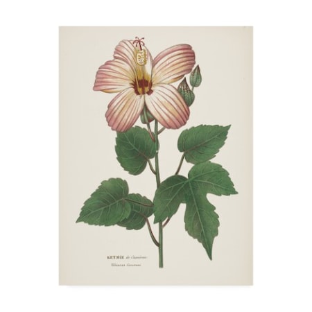 Wild Apple Portfolio 'Antique Botanical XXVII Cream' Canvas Art,35x47